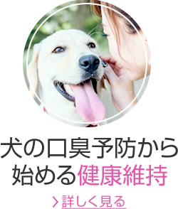 犬の口臭予防から始める健康維持