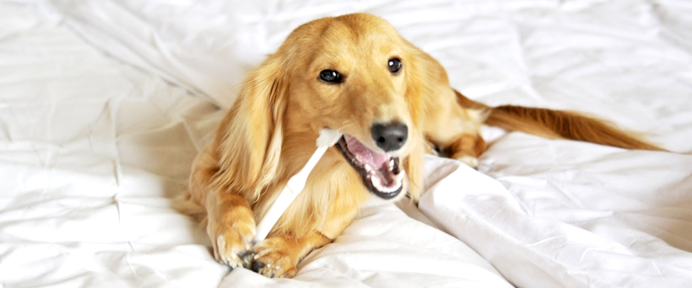 まずは知ろう！犬の口臭予防から始める健康維持